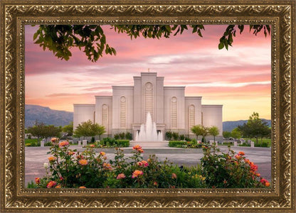 Albuquerque Morning Rose