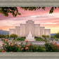 Albuquerque Morning Rose