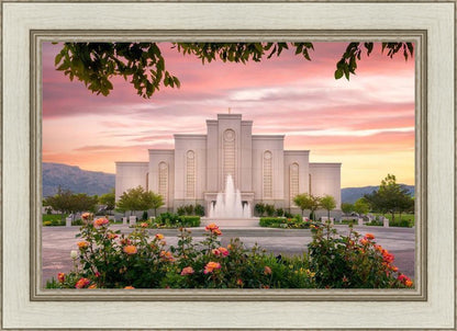 Albuquerque Morning Rose