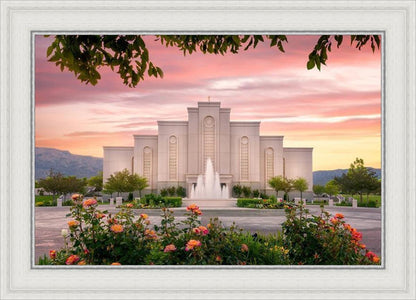 Albuquerque Morning Rose