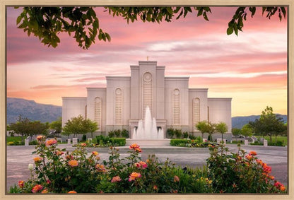 Albuquerque Morning Rose