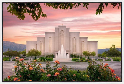 Albuquerque Morning Rose