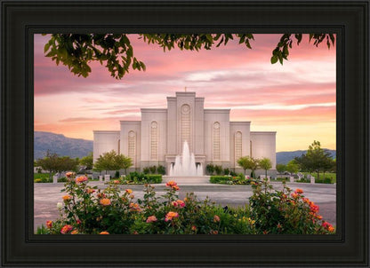 Albuquerque Morning Rose