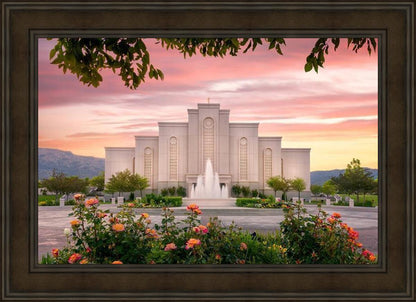 Albuquerque Morning Rose