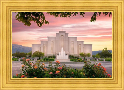 Albuquerque Morning Rose