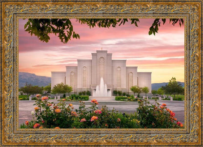 Albuquerque Morning Rose