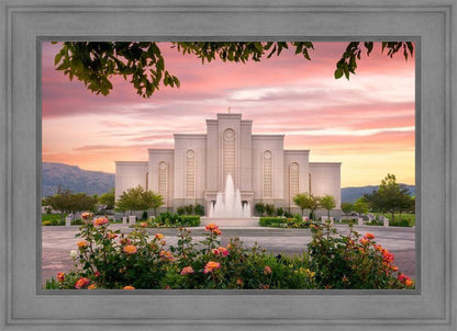 Albuquerque Morning Rose