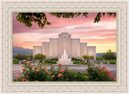 Albuquerque Morning Rose