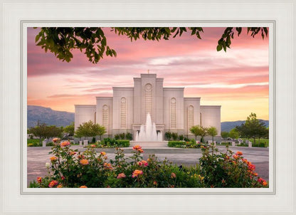 Albuquerque Morning Rose