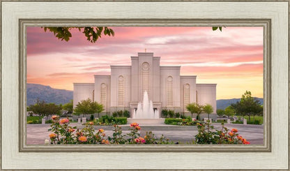 Albuquerque Morning Rose