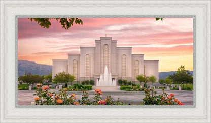 Albuquerque Morning Rose