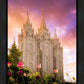 Salt Lake Tulips