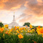 Detroit Flowers