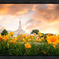 Detroit Flowers