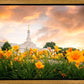 Detroit Flowers