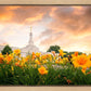 Detroit Flowers