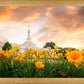 Detroit Flowers