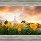 Detroit Flowers