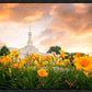 Detroit Flowers