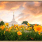 Detroit Flowers