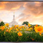 Detroit Flowers