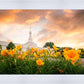 Detroit Flowers