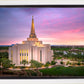 Gilbert Pink Sunrise