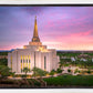 Gilbert Pink Sunrise