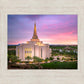 Gilbert Pink Sunrise