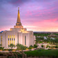 Gilbert Pink Sunrise