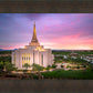 Gilbert Pink Sunrise