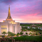 Gilbert Pink Sunrise