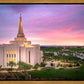 Gilbert Pink Sunrise