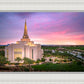 Gilbert Pink Sunrise
