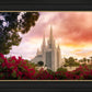 San Diego Flowers