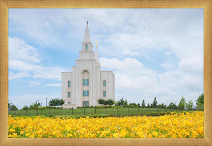 Blue and Gold Kansas City