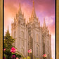 Salt Lake Tulips