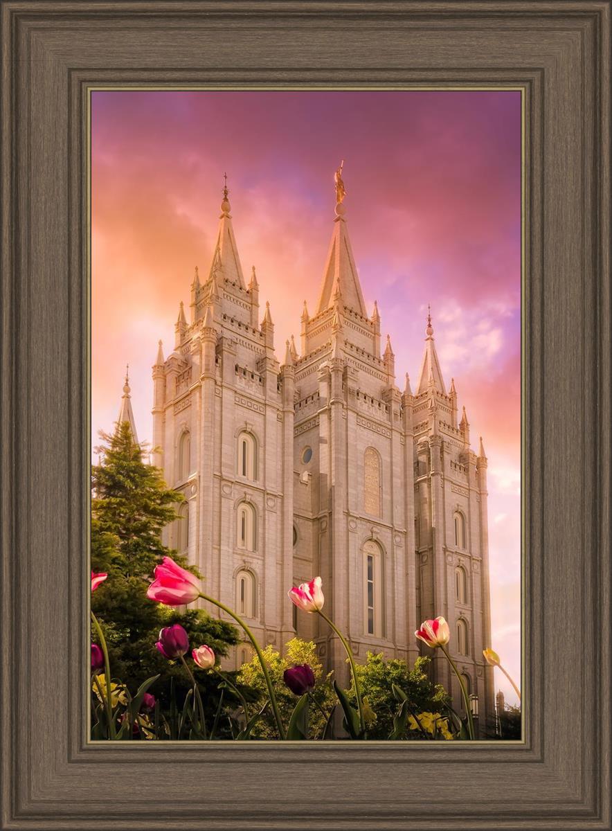 Salt Lake Tulips