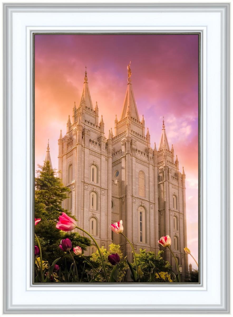 Salt Lake Tulips
