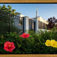 Memphis Flowers