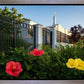 Memphis Flowers