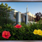 Memphis Flowers