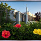 Memphis Flowers