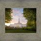 Nashville Trees