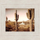 Phoenix Saguaro Cactus