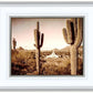 Phoenix Saguaro Cactus