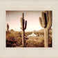 Phoenix Saguaro Cactus