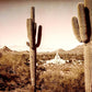 Phoenix Saguaro Cactus