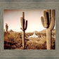 Phoenix Saguaro Cactus