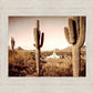 Phoenix Saguaro Cactus